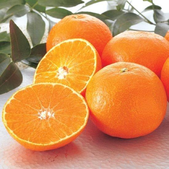 媛まどんな約5kg 家庭用 愛媛果試第28号 紅まどんなと同品種 のま果樹園 通販 Yahoo ショッピング