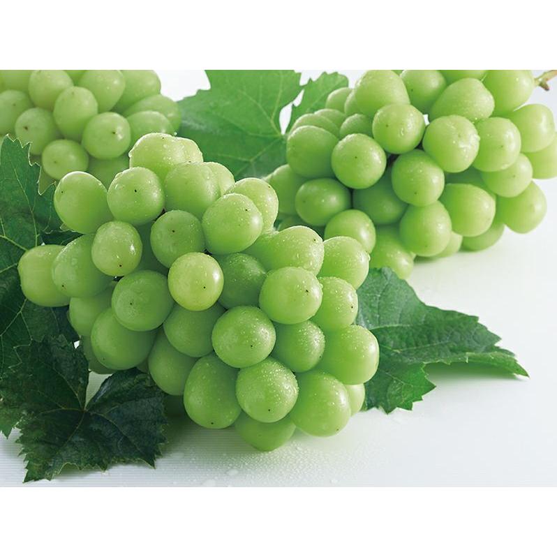 ぶどう シャインマスカット約1.3kg-贈答用