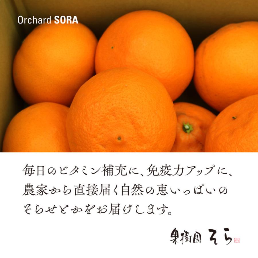 そらせとか【天空の農園/訳あり】3kg :sorasetoka-b3:果樹園そら - 通販 - Yahoo!ショッピング そらせとか【天空の農園/訳あり】3kg :sorasetoka-b3:果樹園そら - 通販 - Yahoo!ショッピング