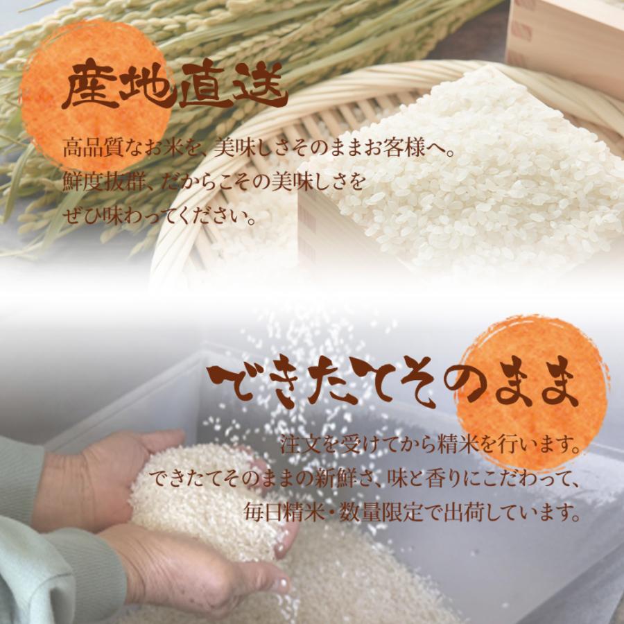 米 令和7年産 精米 5kg お米 1袋 兵庫県産 きぬむすめ ヒノヒカリ 数量