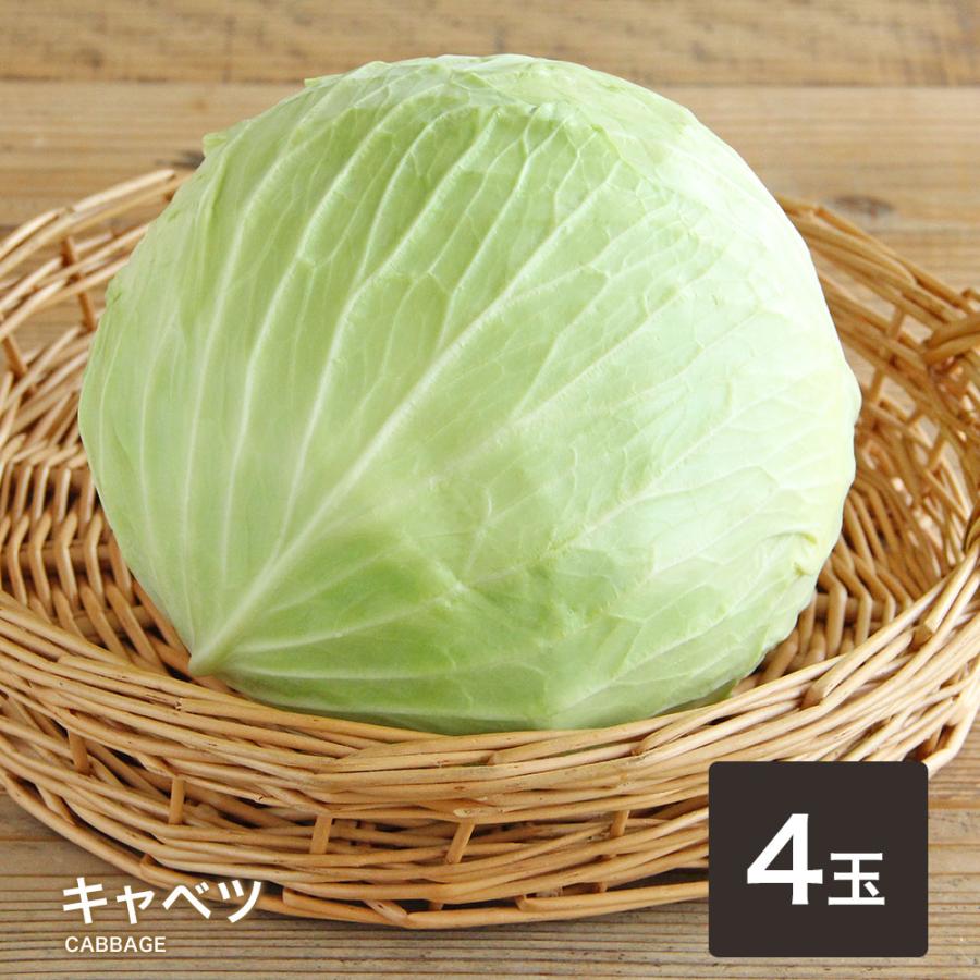 営業日当日発送】 キャベツ 送料無料 きゃべつ サラダ お好み焼き 炒め