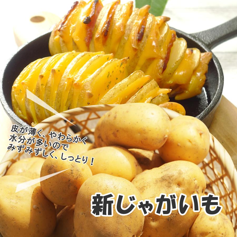 営業日当日発送】 新じゃがいも じゃがいも ジャガイモ 送料無料 1kg