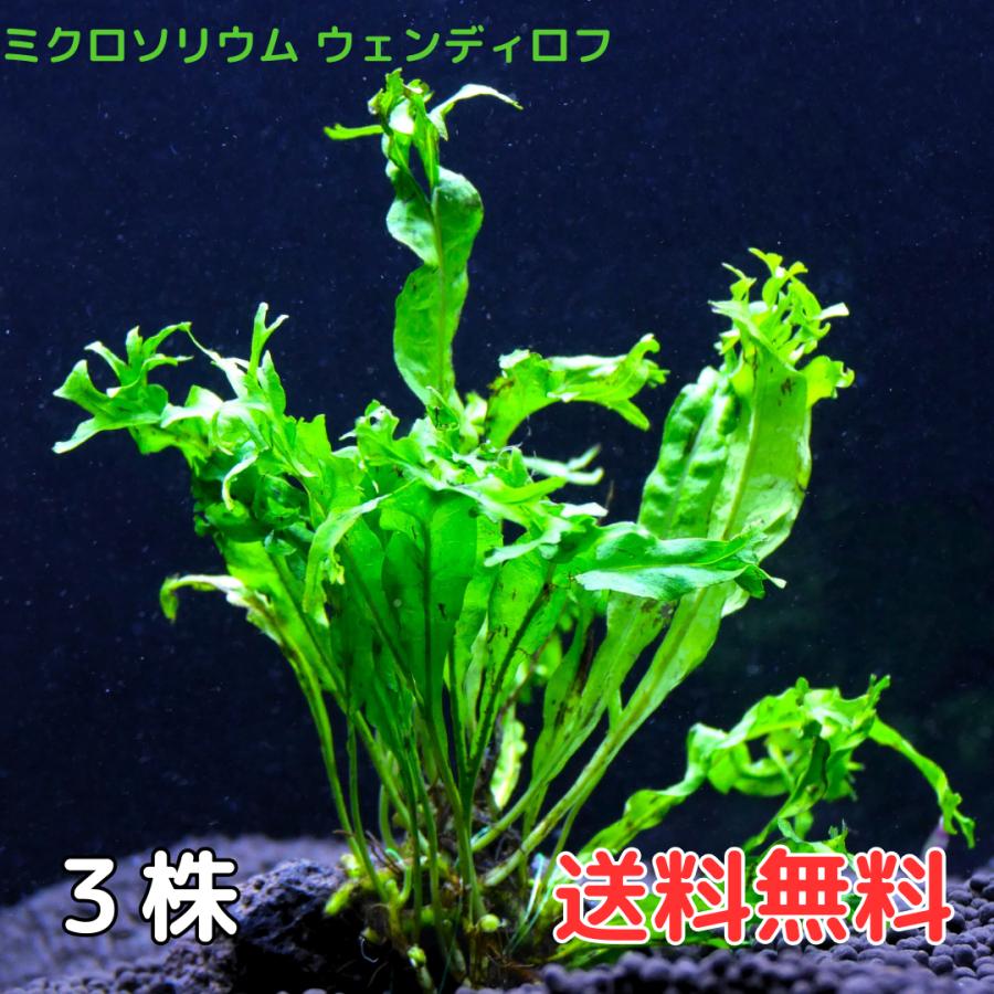 ミクロソリウム ウェンディロフ (3株6葉前後) 水草 陰性水草