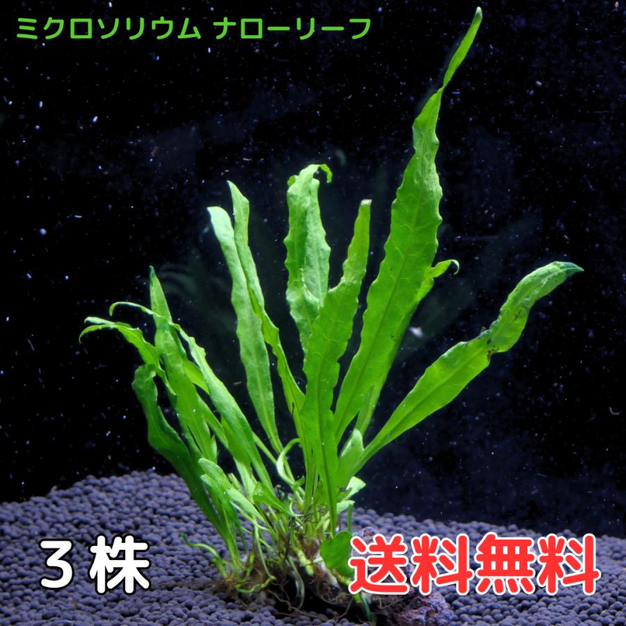 ミクロソリウムナローリーフ (3株6葉前後) 水草 陰性水草 アクアリウム