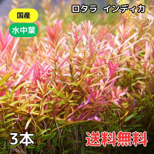 ロタラ インディカ 3本 国産無農薬 水中葉 水草 中景草 後景草 送料