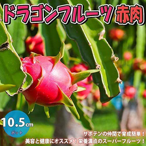 ドラゴンフルーツ 赤肉果樹苗 10 5cmポット 1個サボテンの仲間 丈夫で育成が簡単花は月下美人に似ており 一晩限り咲く豪華な花は美 かけはしjapan 通販 Yahoo ショッピング