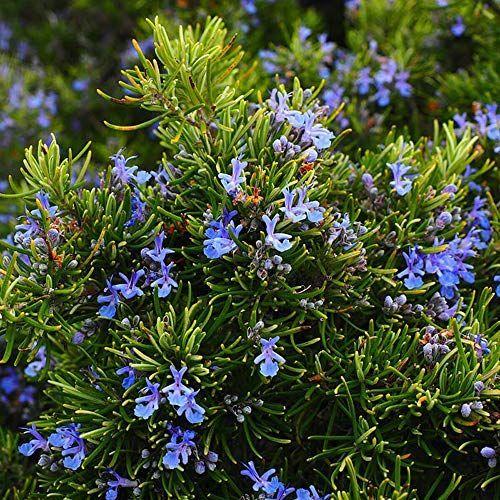 Item Shopping C Yimg Jp I N Kakehashijapan