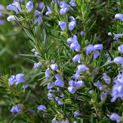 売れ筋ランキング ローズマリーディープブルー 品種で選べるハーブ苗ハーブ苗9cmポット 3個セット即出荷 Globescoffers Com