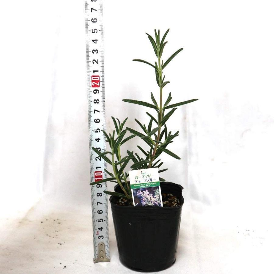 売れ筋ランキング ローズマリーディープブルー 品種で選べるハーブ苗ハーブ苗9cmポット 3個セット即出荷 Globescoffers Com