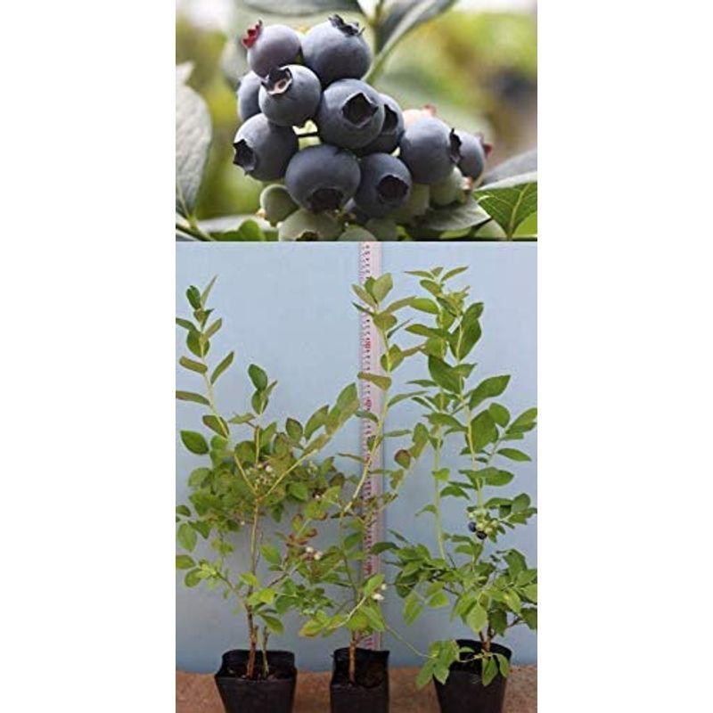 おすすめ超人気暖地向けサザンハイブッシュ系ブルーベリー苗木3品種セット シャープブルーxレガシーｘサミット直径13 5cmポット３年生樹 その他苗木 植木
