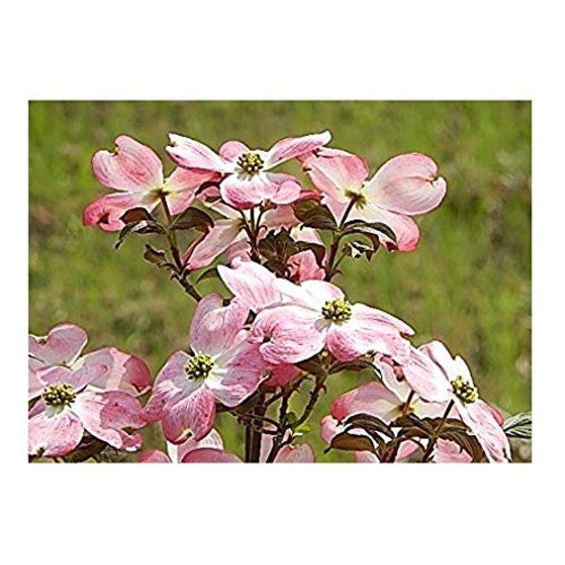 ハナミズキ苗木 アメリカハナミズキ ピンク花 ジュニアミス その他苗木 植木 Kingsafaritours Com