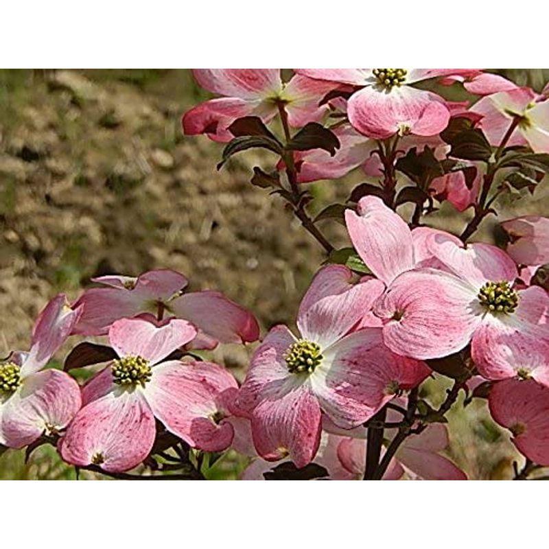 ハナミズキ苗木 アメリカハナミズキ ピンク花 ジュニアミス Katoh 通販 Yahoo ショッピング