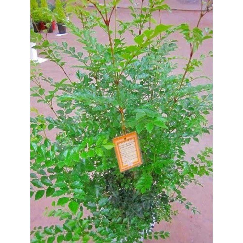 シマトネリコ ８号鉢 とても涼しげでサラサラと風に揺れる姿が癒される人気の観葉植物です 複数本の株立ちで葉のボリュームがあります インテリア かけはしjapan 通販 Yahoo ショッピング