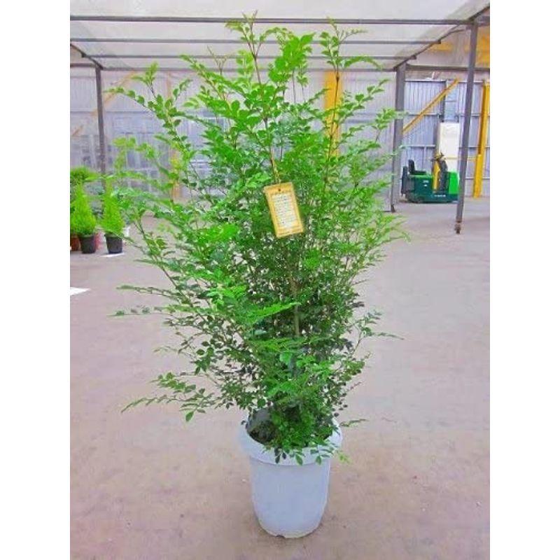 シマトネリコ ８号鉢 とても涼しげでサラサラと風に揺れる姿が癒される人気の観葉植物です 複数本の株立ちで葉のボリュームがあります インテリア かけはしjapan 通販 Yahoo ショッピング