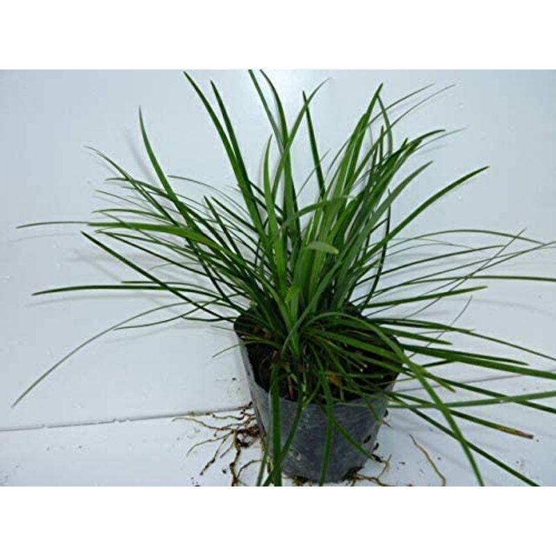 買取公式 56本セットリュウノヒゲ 9cmポット りゅうのひげ 竜のひげ こちらは本物の竜のひげです 手入れが楽で玉竜に比べ葉が長いです 販 かけはしjapan 半額特売 Ngaponline Net