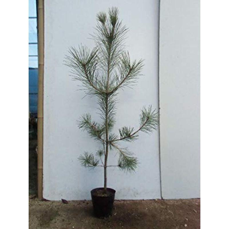 トレック販売店 5本セットクロマツ 樹高0 8m前後 15cmポット くろまつ 黒松 販売 苗 植木 苗木 庭木 垣根 生垣 生け垣 生垣用 山林苗 目 直販大阪 Skgk Kz