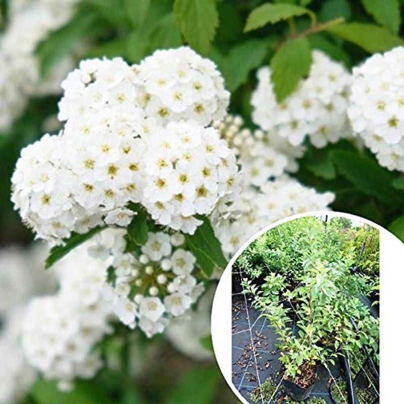 ネット購入 花木 植木 通販 苗木 苗 苗木 苗 生け垣 樹高0 4m前後 植木 庭木 小手毬 コデマリ こでまり 15本セット Yahoo ショッピング かけはしjapan 15cmポット 15 今日の特価 Ameriaadvisory Am