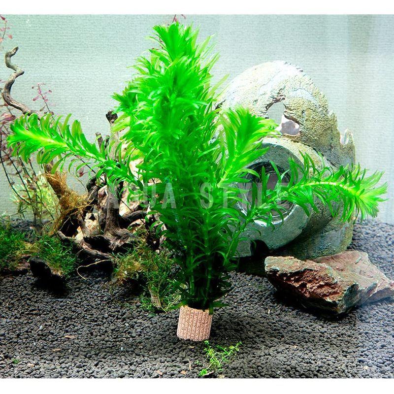 水草) 国産 アナカリス (5本)メダカ・金魚藻 :20211009193901-00571:かけはしjapan - 通販 - Yahoo!ショッピング