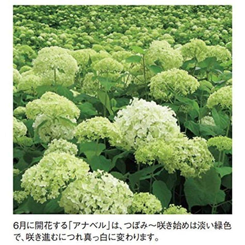 すべて半額 アジサイ 紫陽花 アナベル 白花 植木 苗木 ガーデニング 落葉低木 かけはしjapan 通販 Yahoo ショッピング 即納在庫あり Quali Consult Com