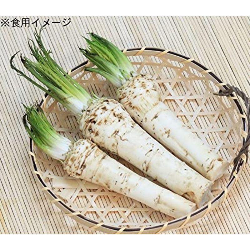 紫桜館山の花屋山菜苗 ワサビダイコン 山わさび ホースラディッシュ 素掘り苗株 かけはしjapan 通販 Yahoo ショッピング