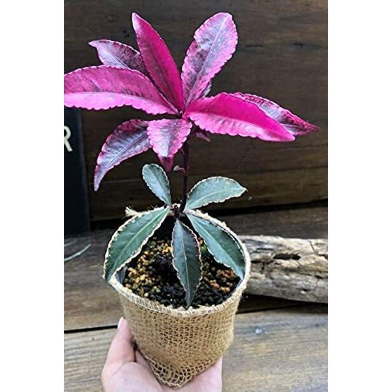 斑入り万両 紅孔雀 赤葉万両 観葉植物 かけはしjapan 通販 Yahoo ショッピング