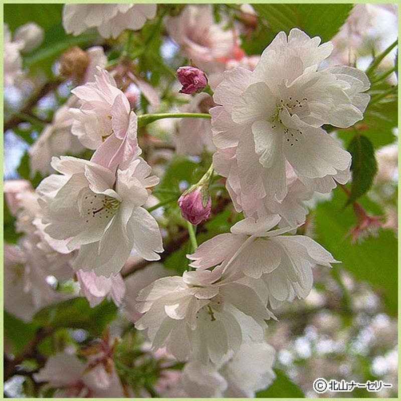 桜 サクラ 八重紅大島 苗木 幸せなふたりに贈る結婚祝い 高品質
