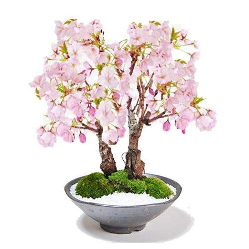 人気特売 桜盆栽 旭山桜の2本立ち さかずきの器サクラ育て方冊子と肥料付き 日本売品 Ssl Daikyogo Or Jp