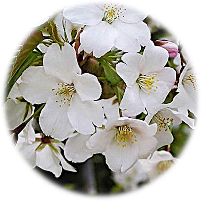 桜 苗木 大島桜 12cmポット苗 おおしまざくら さくら 苗 サクラ その他苗木 植木 Kingsafaritours Com