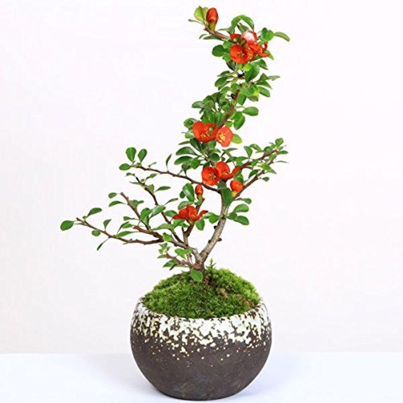 小品盆栽：長寿梅 現品 瀬戸焼小鉢 bonsai 雪丸鉢 かわいい！