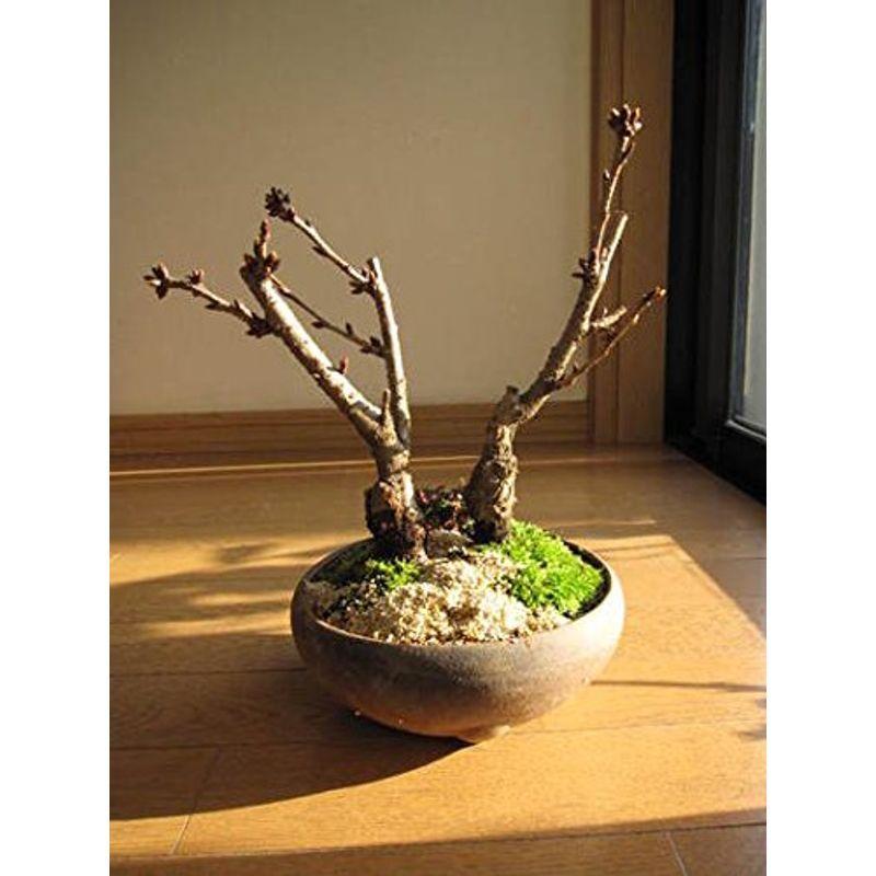 マート ミニ桜盆栽