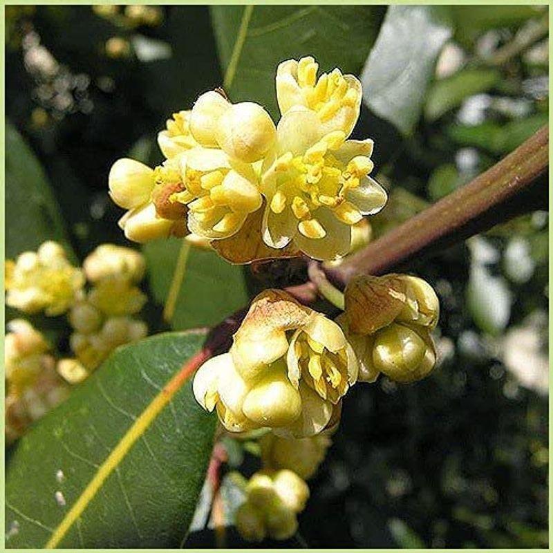 ハーブの苗木 月桂樹 ローリエ の苗木 かけはしjapan 通販 Yahoo ショッピング