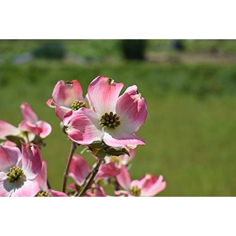 ハナミズキ ハナミズキ苗木 ピンク花 その他苗木 植木 Laqi Com