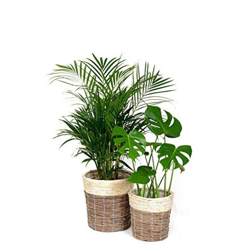 大手ECサイト 観葉植物 本物 8号+6号セット アレカヤシ8号・ヒメモンステラ6号 ツートーン鉢カバー付 直販正本-ssl.daikyogo.or.jp 大手ECサイト 観葉植物 本物 8号+6号セット アレカヤシ8号・ヒメモンステラ6号 ツートーン鉢カバー付 直販正本-ssl.daikyogo.or.jp