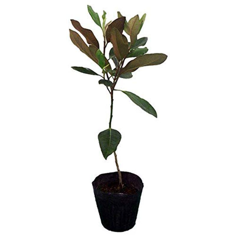 割引ショッピング タイサンボク リトルジェム5号ポット3株セットガーデニング シンボルツリーに最適な小型の泰山木 日本特価 Ssl Daikyogo Or Jp