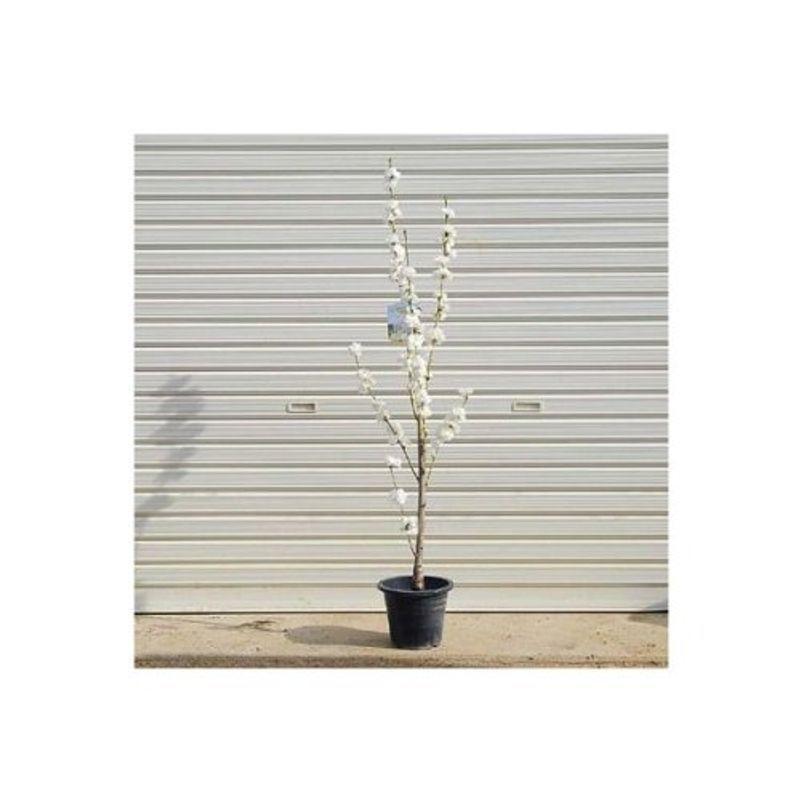 Sale 67 Off 庭木 照手桃 白 てるて桃 花桃 佐川急便発送