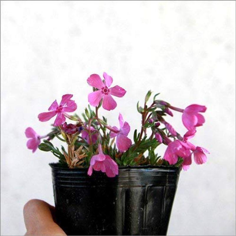 芝桜 シバザクラ ダニエルクッション 75ポットセット 多年草 グランドカバー 寄せ植え 縁取り 法面 25 Off