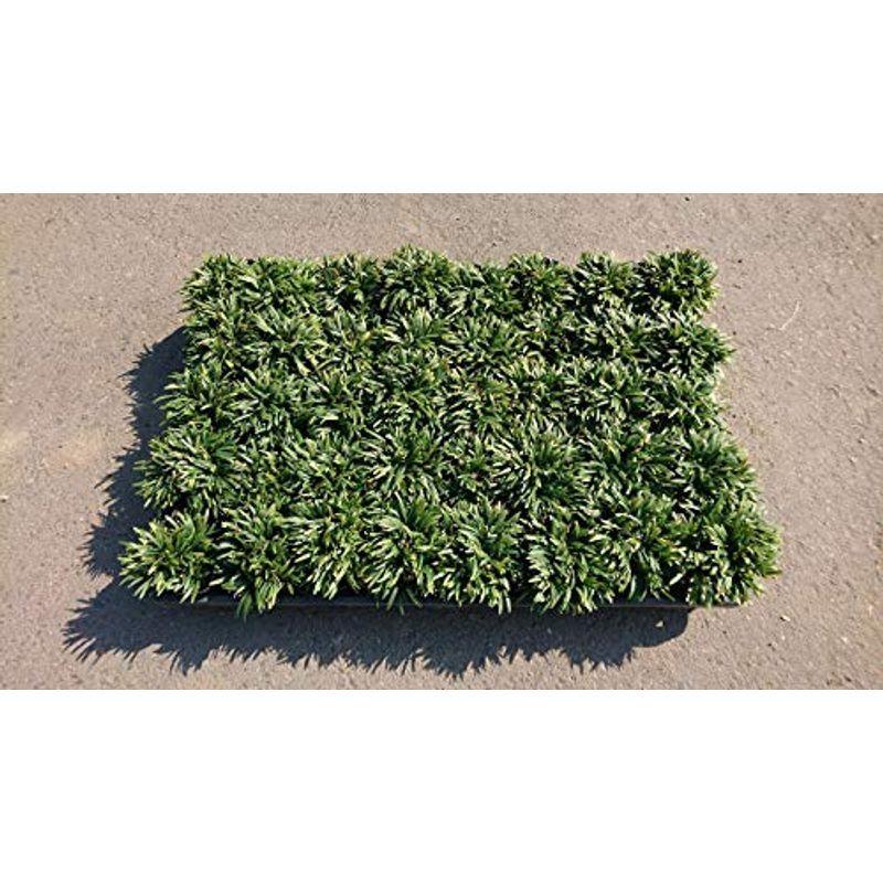 ヒメリュウ 1ポットセット 姫竜 かけはしjapanのヒメリュウ フクタマリュウ ならショッピング ランキングや口コミも豊富なネット通販 更にお得なpaypay残高も スマホアプリも充実で毎日どこからでも気になる商品をその場でお求めいただけます