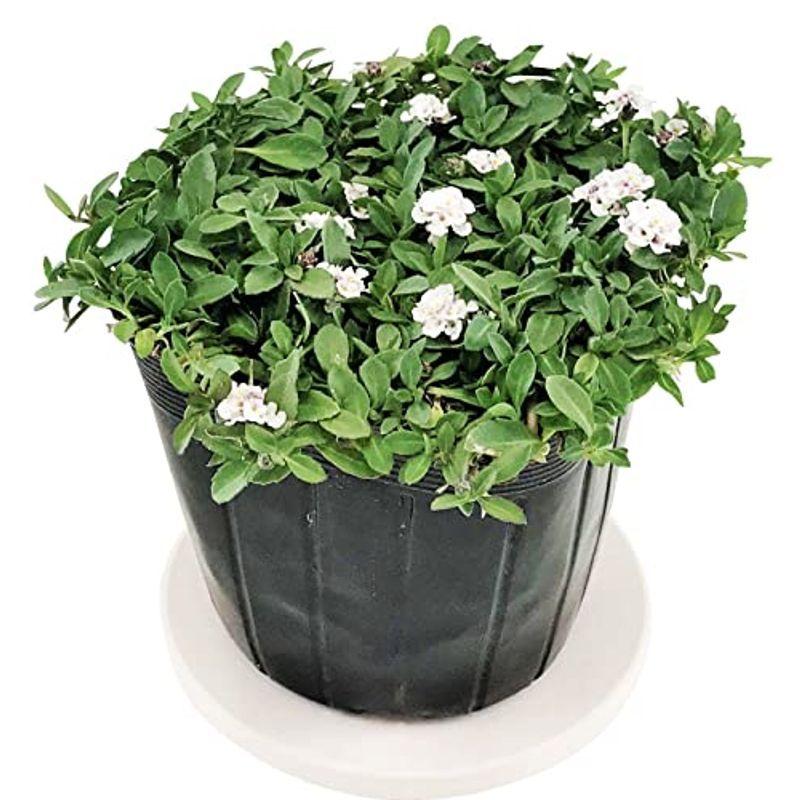 クラピアk7 雑草対策 40potセット 苗 苗 雑草対策 グランドカバー かけはしjapan グランドカバー ならショッピング ランキングや口コミも豊富なネット通販 更にお得なpaypay残高も スマホアプリも充実で毎日どこからでも気に