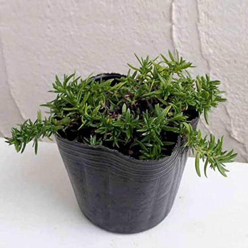 1046円 本物 花後がきれいな芝桜 シバザクラ ピンク3 5号ポット 3株セット開花終了後に地上部が枯れない グランドカバーに最適