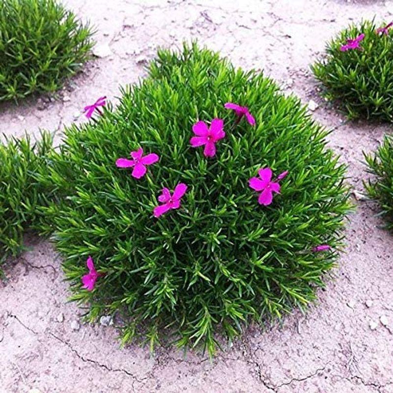 1046円 爆買い送料無料 花後がきれいな芝桜 シバザクラ ピンク3 5号ポット 3株セット開花終了後に地上部が枯れない グランドカバーに最適