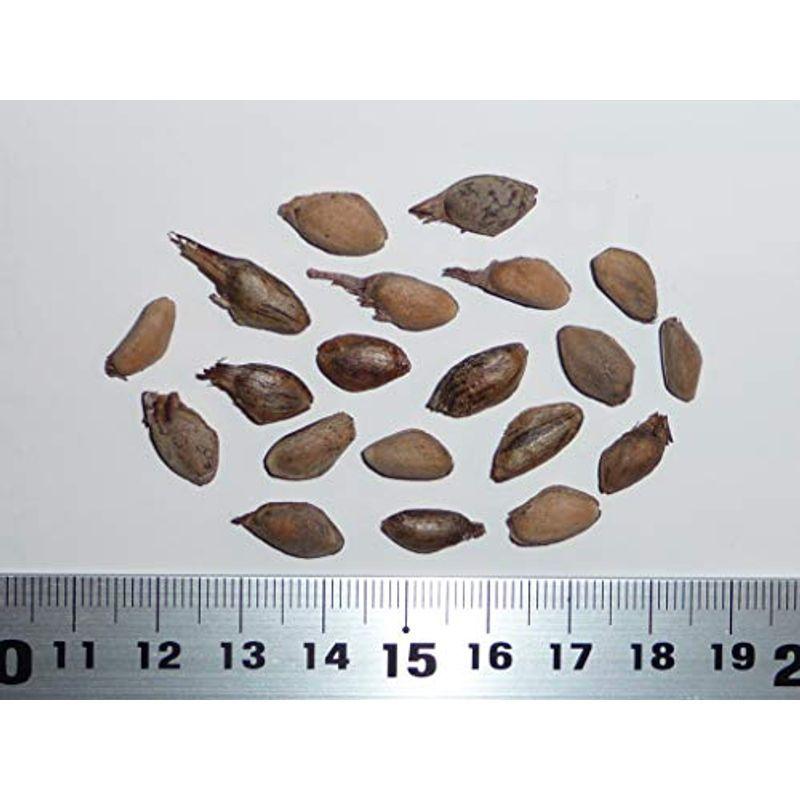 定価の88%OFF 松の種ヒマラヤマツヒマラヤ松 種子20粒 Chir pine Longleaf Indian 20 seeds 定価の88%OFF 松の種ヒマラヤマツヒマラヤ松 種子20粒 Chir pine Longleaf Indian 20 seeds