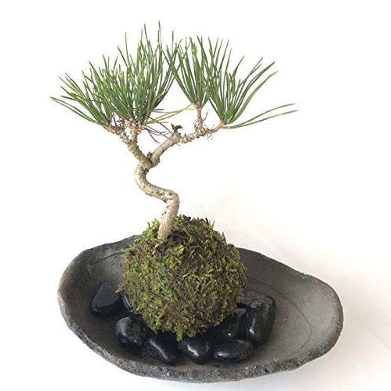 2455円 価格 置くだけで温かみを感じるモダンな苔玉黒松の苔玉 炭化焼締器 敷石セット 黒石