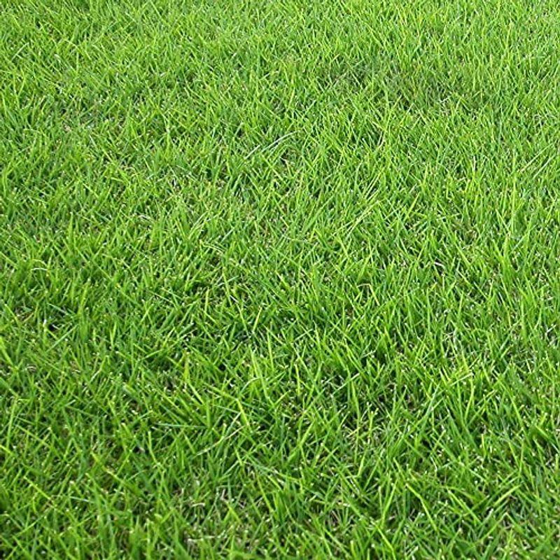 適切な価格 Nitto Sekko 芝生 Nt22 九州or関東産 天然芝 高麗芝 品種改良 改良高麗芝 国産 出荷は天候次第のため最短納品日でのご案内 Aynaelda Com