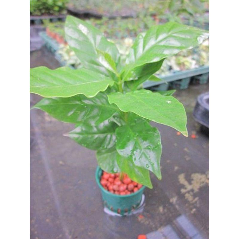 水耕栽培 苗 コーヒーの木 ミドル Katoh 通販 Yahoo ショッピング