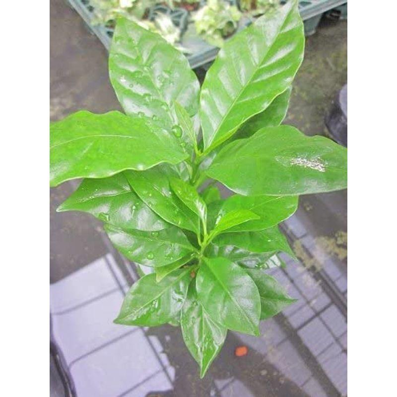 水耕栽培 苗 コーヒーの木 ミドル Katoh 通販 Yahoo ショッピング