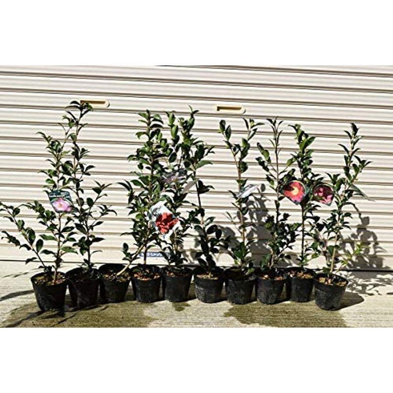 10種類のサザンカ苗 500円引きクーポン