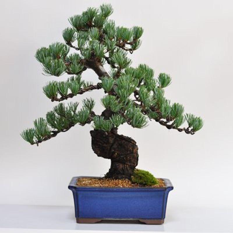 おすすめ 在庫目安 お取り寄せ サンテレホン Lds2352 外大マガリ 3030 ホワイト Riosmauricio Com