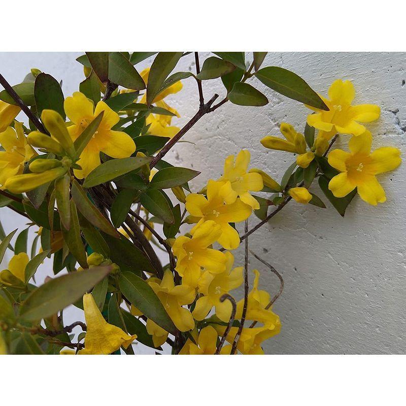 カロライナジャスミン 黄花 鉢底より長さ1ｃｍ前後 苗 つる性植物 長尺物 トレリス フェンス アーチ パーゴラ 支柱に絡ませよう かけはしjapan 通販 Yahoo ショッピング