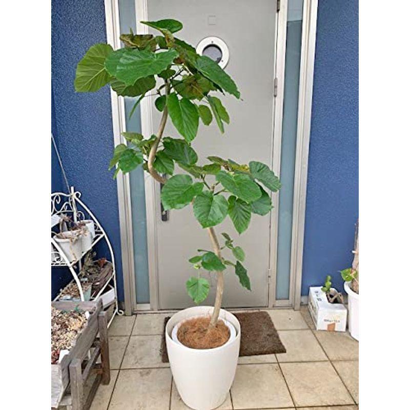 螺旋状の素敵な樹形のフィカス ウンベラータ 170cm 前後 10号プラ鉢鉢カバー別売り かけはしjapan 通販 Yahoo ショッピング