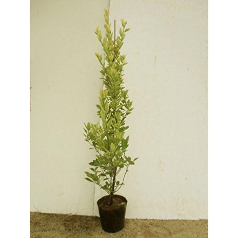 苗 苗木 本セット オウゴンマサキ 樹高0 8m前後 15cmポット 苗木 ならショッピング ランキングや口コミも豊富なネット通販 更にお得なpaypay残高も スマホアプリも充実で毎日どこからでも気になる商品をその場でお求めいただけます 花